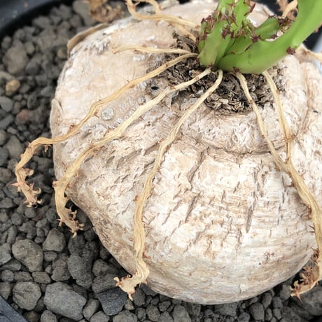 euphorbia  decidua《小さめL size 》※現地球発根後店主国内管理6年株※偏平まん丸樹形‼︎ギャップ萌えな棘を持つ多肉葉も可愛い一株※mad black bowl pot植え