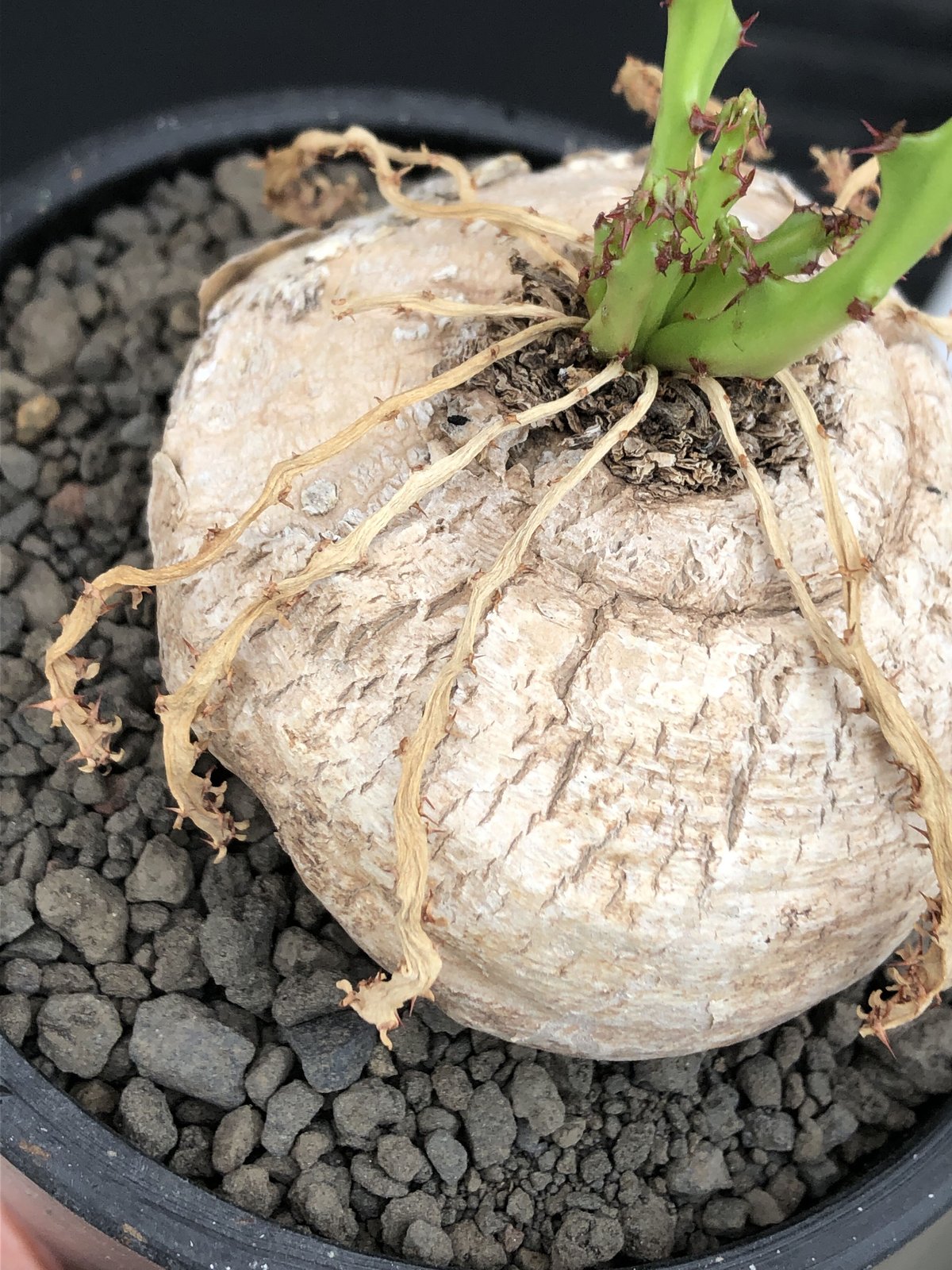 euphorbia decidua《小さめL size 》※現地球発根後店主国内管理6年株※