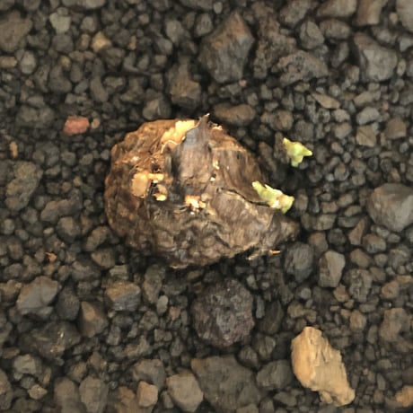 cyphostemma adenocaule《 M size》※現地球発根後店主国内管理3年株※希少種‼︎小振りでも黒味が強く味深き表皮を持つ一株※mad black pot植え