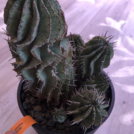 euphorbia    horrida《L  size》