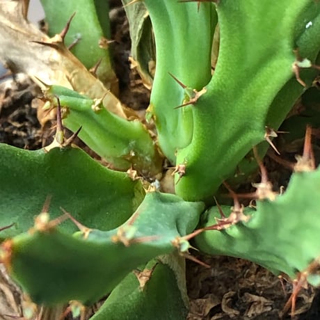 euphorbia clavigera 《M size》※現地球株発根済※ワイルドすぎる勲章（傷跡）を持ち樹形バランスも抜群な良き出立ちな一株※black pot植え