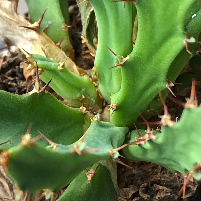 ユーフォルビア　クラビゲラ　現地球　Euphorbia clavigera ユーフォルビア クラビゲラ 現地球 Euphorbia clavigera - メルカリ