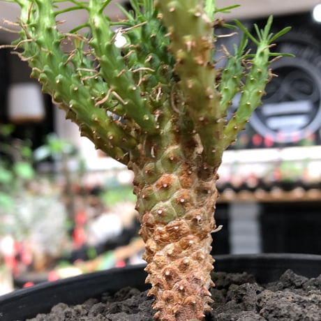 euphorbia caput-medusae 天荒竜《S size》※現地球株発根済※珍しい小振りながら整った樹形バランスと枝振りも良き一株‼︎※black bowl pot植え