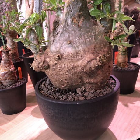 packypodium   saundersii（L L  size）※現地球発根済み株‼︎  ※木質化+超球体株の絶妙なtotal balance最高株‼︎※mad black bowl pot植え