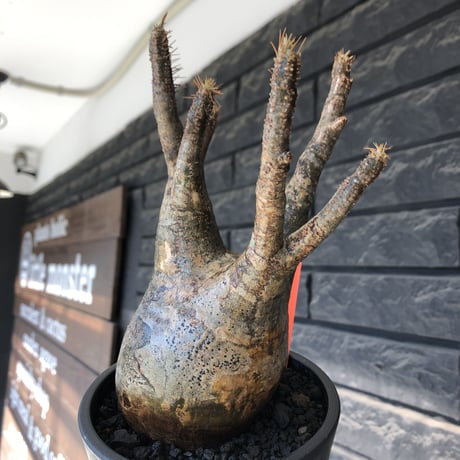 pachypodium gracilius《大きめM  size》※現地球発根後店主国内管理4年株※balance &綺麗肌なオーソドックスな良樹形株※mad black pot植え