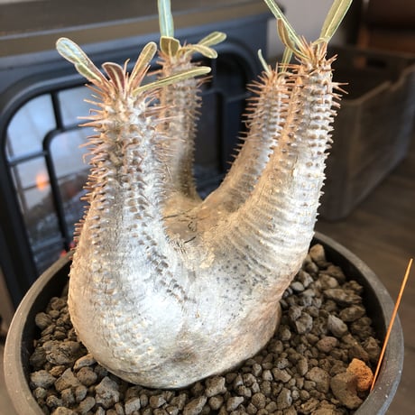 packypodium makayense