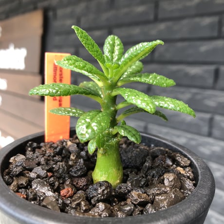 希少‼︎ dorstenia gigas《S size》littmon  seed🌱（実生株）※将来へ充分高期待できる人気者選抜株‼︎ ※mad black pot植え