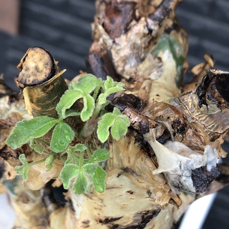 commiphora  holtziana《LL size》※現地球発根後店主国内管理3年株※weight低め且つ極太幹も味深くカッコいい一株※mad black bowl pot植え