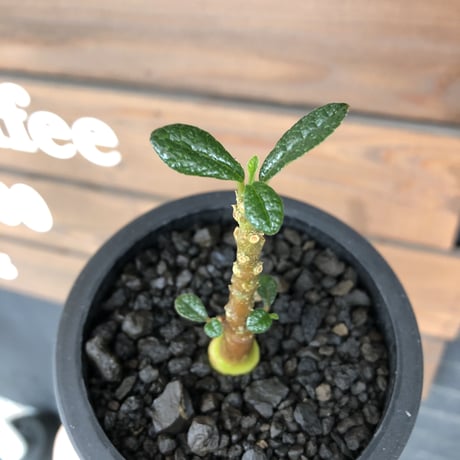 希少‼︎ dorstenia   gigas《大きめS size》littmon  seed🌱（実生株）※今季成長&枝振りに期待できる将来有望人気者ギガス※mad black pot植え