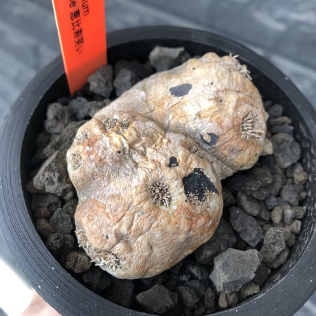 pachypodium  brevicaule恵比寿笑い《大きめS size》※現地球発根後店主国内管理2年株※赤肌激かわサイズでもwildで堪らない‼︎※mad black pot植え