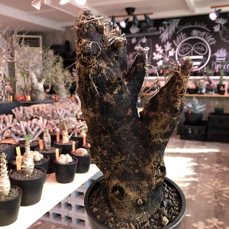 xerophyta  trichophylla《S size》※現地球発根済株※驚愕強靭株※限りなくweightはlow‼︎品種としこれでもかわいい小振りサイズ‼︎※mad black pot植え