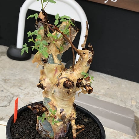 commiphora  holtziana《LL size》驚愕‼︎極太株※現地球発根後店主国内管理3年株※灌木が故の渋さ佇まいが堪らない渾身の極太wild株※mad black bowl pot植え
