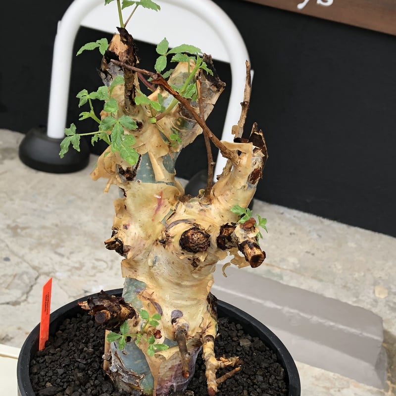 【発根済】コミフォラ ホルトジアナ 現地球 灌木 大株 commiphora holtziana《大きめLL size》驚愕‼︎極太株第3弾‼︎※現