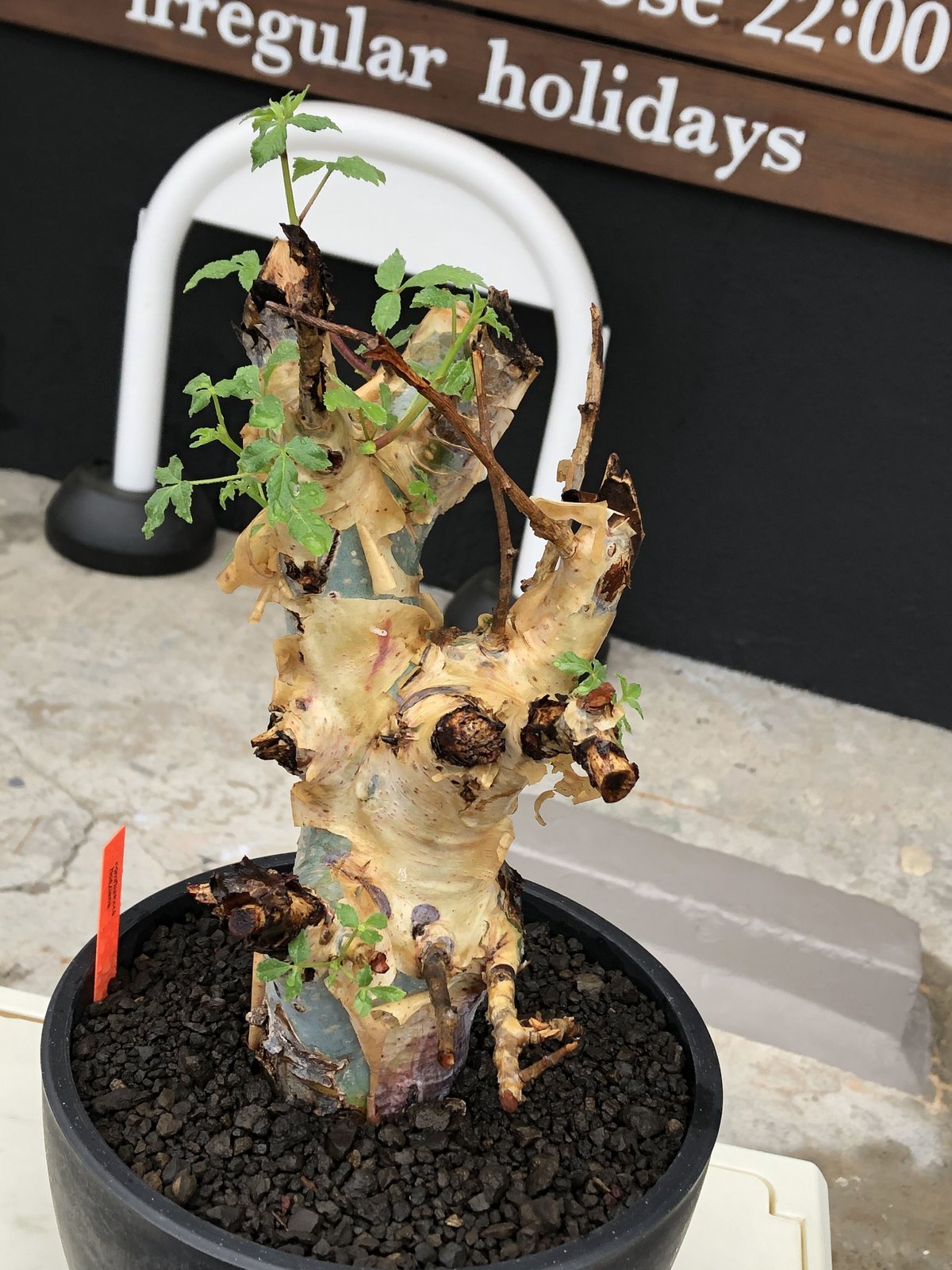 commiphora holtziana《LL size》驚愕‼︎極太株※現地球発根後店主国 commiphora holtziana《LL size》驚愕‼︎極太株※現地球発根後店主国