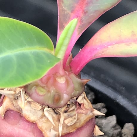 euphorbia viguieri《S size》※現地球株発根済※小振りでピンクカラーが可愛すぎる一株‼︎※mad black pot植え