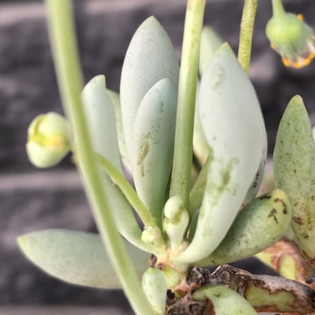 othonna clavifolia《大きめM size》littmon seed🌱※ぷっくり多肉質の葉を展開する冬型の人気者‼︎リトモン実生株※mad black pot植え