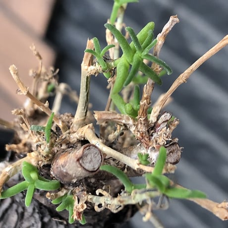 mestoklema tuberosum《大きめM size》※現地球発根後店主国内管理5年株※味深き表皮にバランス良く絶妙な捻くれ樹形の冬動く希少灌木※mad black pot植え