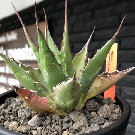 agave montana《M size》選抜株※現地球株発根済※纏まり締まり良きワイルド感満載で男前な出立ちが堪らない‼︎※mad black  pot植え