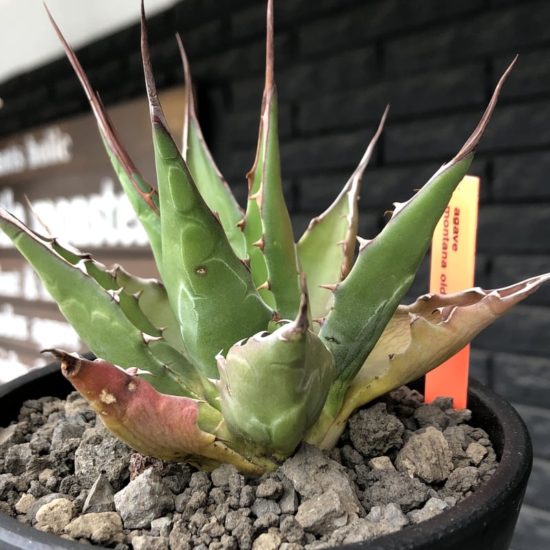 agave montana《M size》選抜株※現地球株発根済※纏まり締まり良き ...