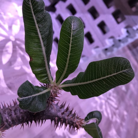 packypodium  roslatum  var.horombense《L L size》※発根済み株