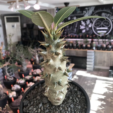 packypodium  baronii《L size》※激希少‼︎現地球発根済株※現地らしい肌質にweight低き極太樹形‼︎将来性抜群balanceも良き一株※mad black pot植え