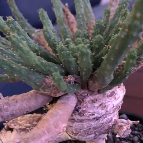 euphorbia     inermis  インスタグラムpost株‼︎