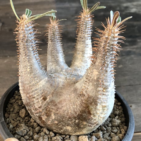 packypodium makayense