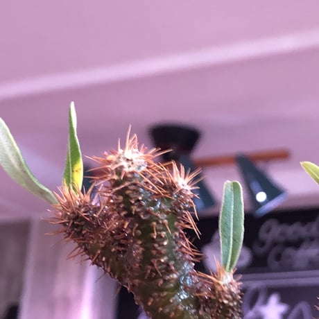 pachypodium  gracilius《小さめM size》一部希少green肌※現地球発根済株※店主国内管理2年株※捻くれ枝を持つ不格好さがかわいい一株※mad black pot植え