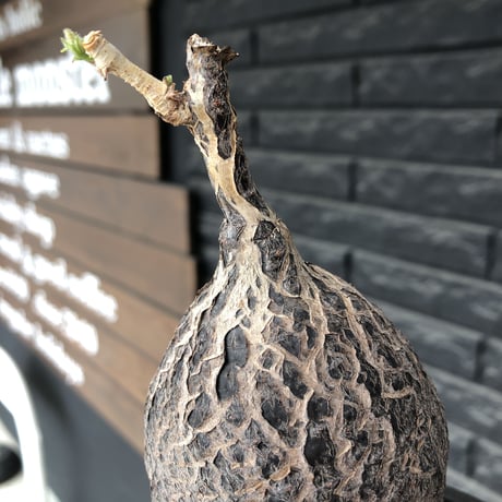 cyphostemma montagnacii《 大きめL size》※現地球発根後店主国内管理7年株※希少種大株ひび割れた表皮が渋かっこいい一株‼︎良樹形※mad black bowl pot植え