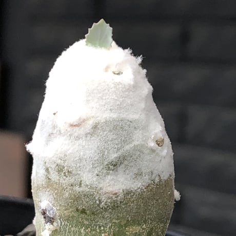 othonna   cyclophylla《大きめS size》※littmon seed🌱※白く丸々とした可愛さからの今後の成長と表皮の変色も楽しめる一株※mad black bowl pot植え