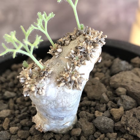 sarcocaulon peniculinum《大きめS size》激希少種※現地球発根後店主国内管理5年株※堪らないほど極白の美しい一株※mad black pot植え