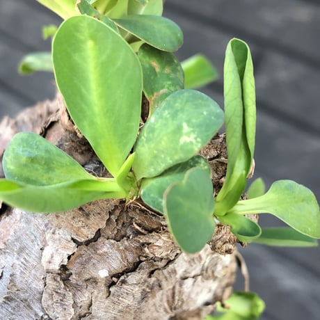 euphorbia itremensis 《M size》※現地球発根後店主国内管理3年株※可愛く枝振りも大変面白い良樹形株‼︎ 更に枝作りし変化も楽しめる一株※mad black pot植え