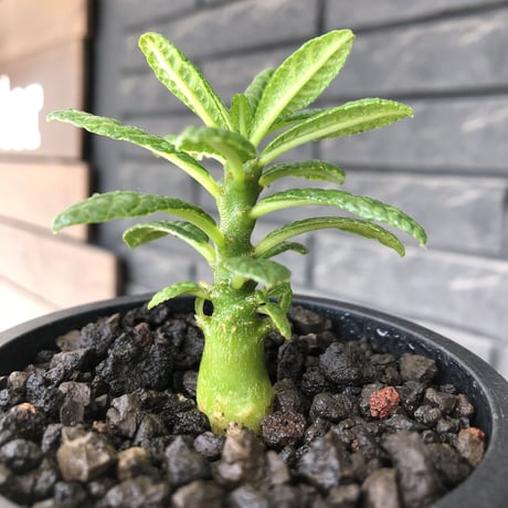希少‼︎ dorstenia gigas《S size》littmon  seed🌱（実生株）※将来へ充分高期待できる人気者選抜株‼︎ ※mad black pot植え