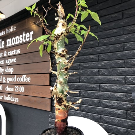 commiphora  africana《大きめL L size》※現地球発根後店主国内管理3年株※美しい佇まい且つ成熟したwild表皮が堪らない※鉄鉢植え
