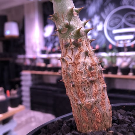 pachypodium  windsori i× baronii  《M size》希少※現地実生発根済株※成長楽しみな双方の良さが活きた将来有望株※mad black pot植え