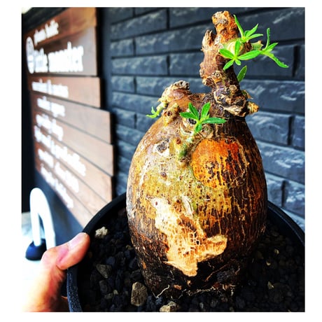 pachypodium  bispinosum《L size》※現地球発根後店主国内管理7年株※大株且つwildな味深きエグれに両A面なぼってり樹形※mad black bowl pot植え