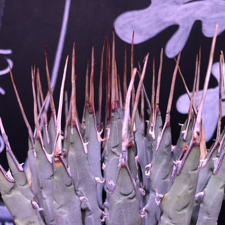 agave   utaensis eborispina《L size》