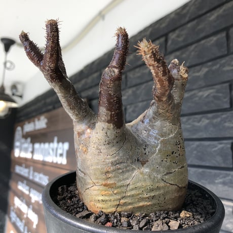 pachypodium gracilius《小さめ L size》※一部極赤肌&低重心株※現地球発根後店主国内管理4年株※班模様みたく赤肌とぼってり樹形が堪らない※mad black pot植え