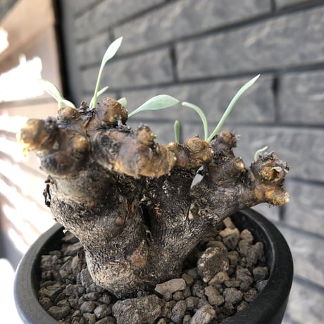 othonna  euphorbioides《大きめM size》※現地球発根後店主国内管理3年株※低重心weight低くボコボコ立体枝振り&極太株元も堪らない※mad black pot植え