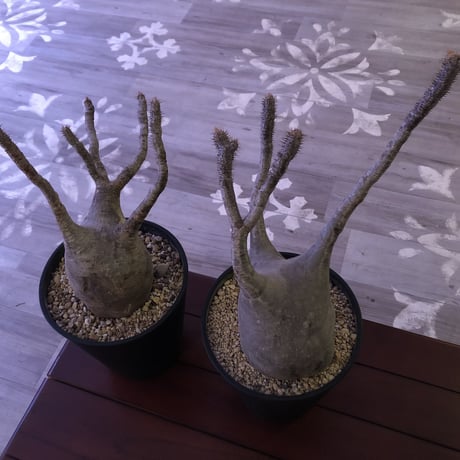packypodium    gracilius《LL size》※現地球株  ※発根済み株