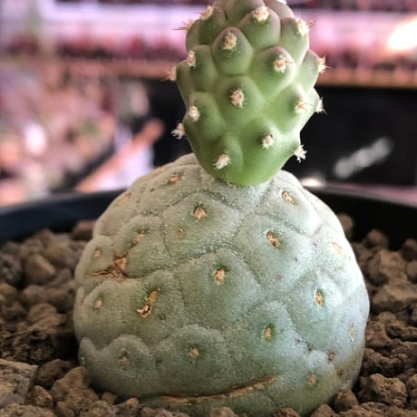tephrocactus geometricus 《M size》※現地球株カキ仔発根済※③丸々とかわいく綺麗な玉型維持のカキ仔※black bowl pot植え
