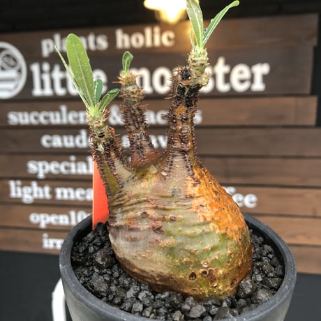 pachypodium gracilius《 M size》希少green & 激しい現地焼け※現地球発根後店主国内管理1年株※2色混在特化した装いが堪らない※mad black bowl pot植え