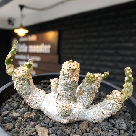dorstenia  horwoodii《LL size》※現地球株発根済※古き良き味深い極白肌&低重心ぷっくり株元も堪らない渾身の一株‼︎※black bowl pot植え