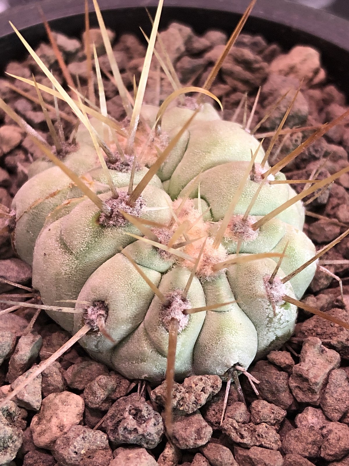 白肌　黒王丸　長刺　自根 copiapoa cinerea 長刺白棘黒王丸《小さめM size》希少‼︎※現地