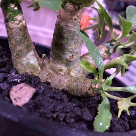 dorstenia   lavrani《M size》希少‼︎ 五本の良き枝振りbalance株 ※mad  black  pot植え