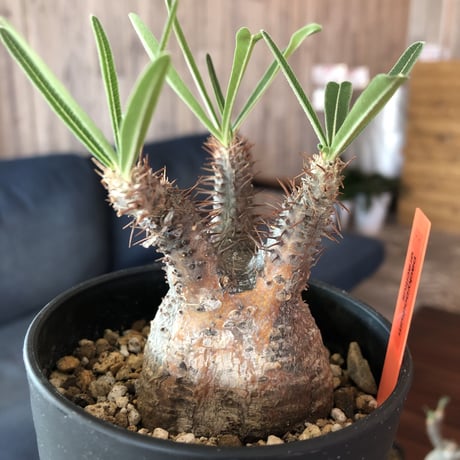 packypodium    gracilius《S size》発根済み株‼︎