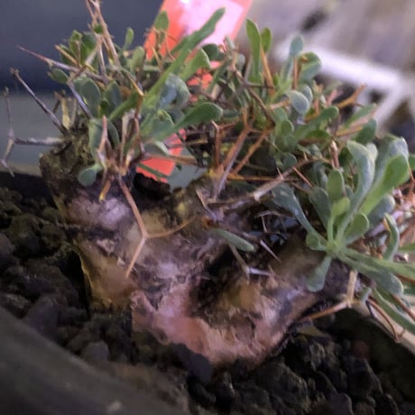 othonna   euphorbioides《S  size》mad black pot植え　※五つに分岐した枝！成熟株をミニチュアにした装い株‼︎