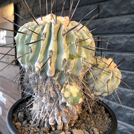 copiapoa cinerea ver.dealbata《L size》※現地球発根後店主国内管理21年株※極上の極みな黒士冠‼︎wild感が堪らない※mad black bowl pot植え