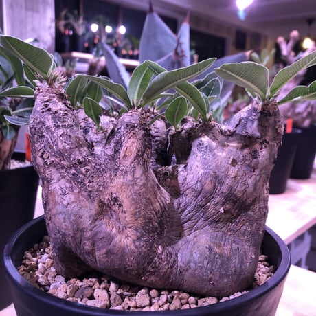 packypodium    roslatum var. eburneum（L size）※ 現地球   発根済み株