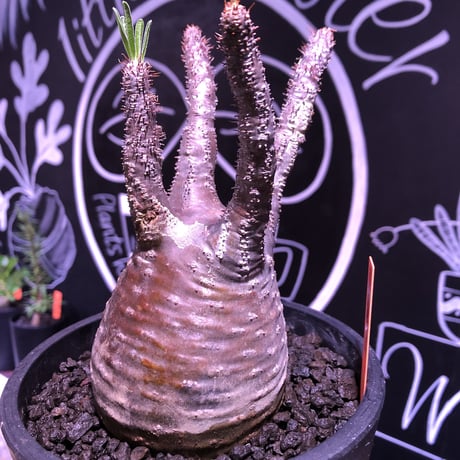 packypodium  gracilius 赤肌 《M size》  現地球  発根済み株   mad black pot植え（限定①株）